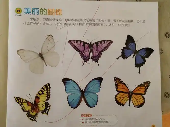 2.初步感知蝴蝶是多种多样的.