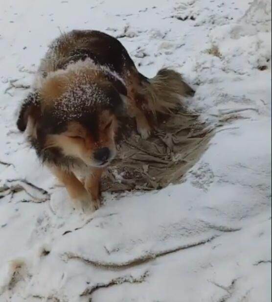 小狗们被冻得发抖到处飘雪没人给他们一个家