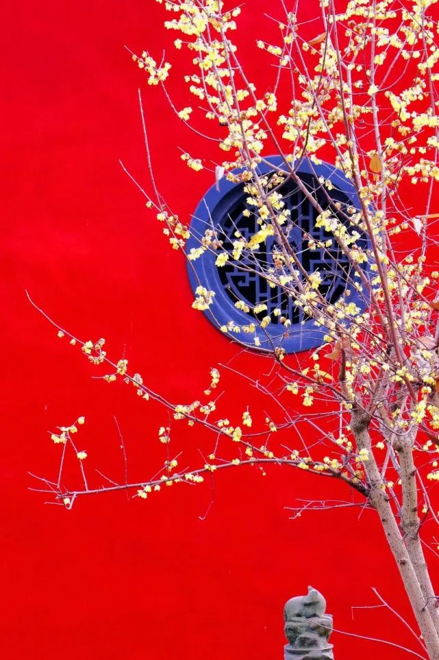 广德寺的红墙黄梅让小编心醉不已,围着那几株仿若遗世独立般的腊梅树