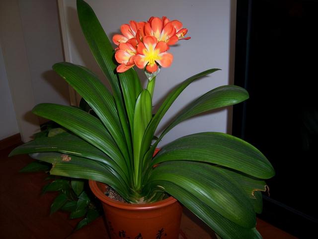 细叶君子兰,君子兰的常见品种(细叶君子兰)