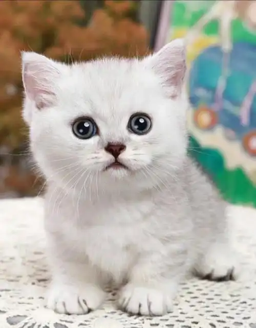 银渐层矮脚幼崽成本出