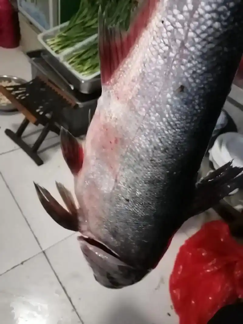 新鲜食材让您吃得放心 .20斤的野生花鲢想吃的速约,手慢无 - 抖音