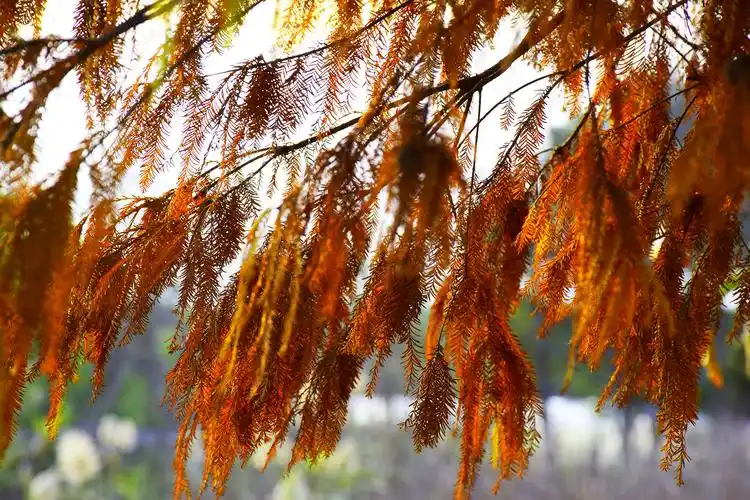 水杉冬天的叶子红艳艳