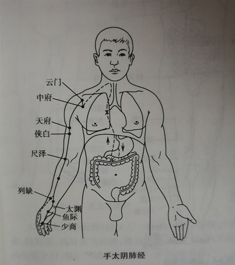 手太阴肺经