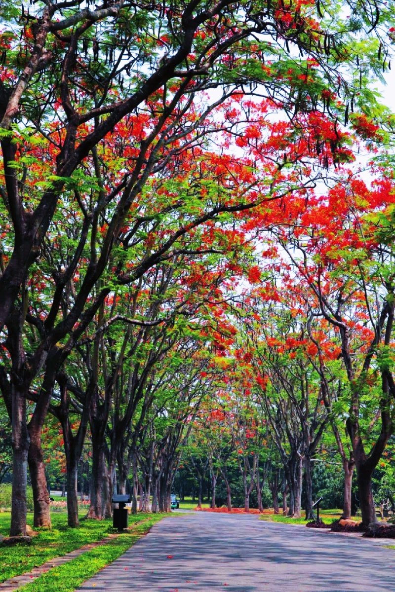 西双版纳热带花卉园盛开的凤凰花