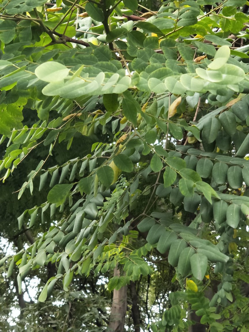 请问这是什么树,广东韶关中山公园里面的