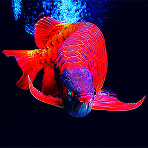 印尼练手红龙鱼苗赤血超血辣椒龙鱼红金龙鱼活鱼活体观赏鱼大型鱼