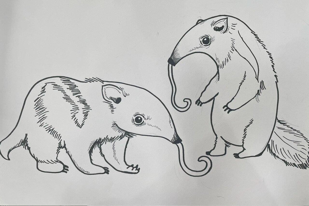 《食蚁兽92》附步骤|5-7岁 98教学重点:通过图片形式带小朋友认识