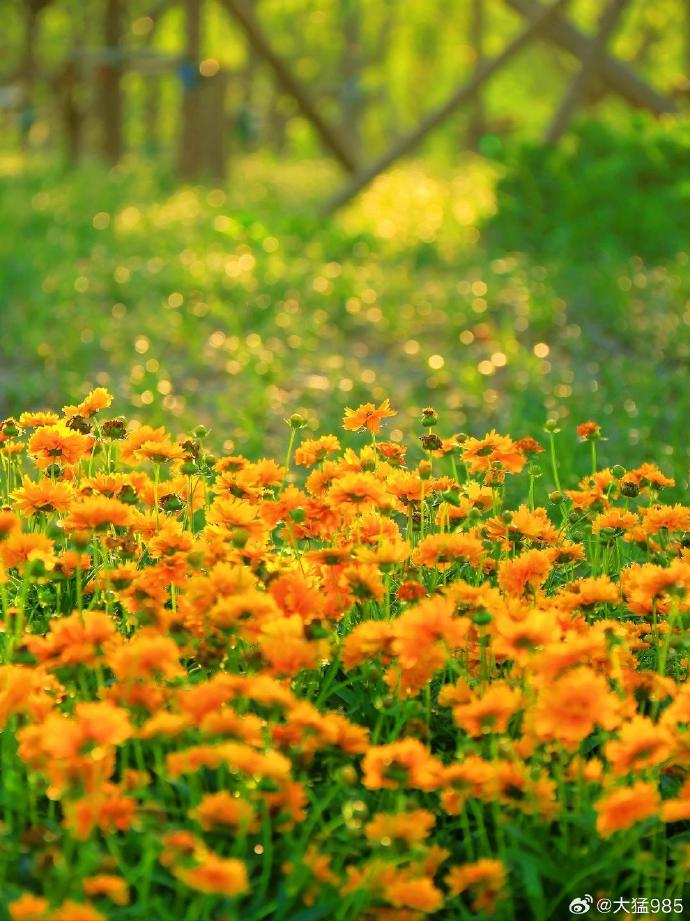 风景##一亩园公园