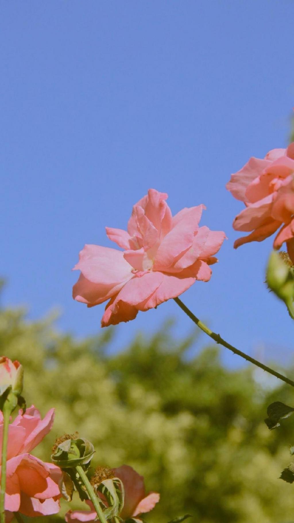 小清新风月季花唯美风景