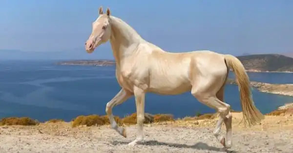 世界上最昂贵的马