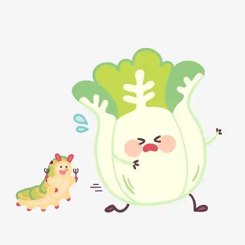 白菜蔬菜健康绿色矢量