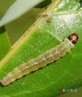 茶长卷叶蛾