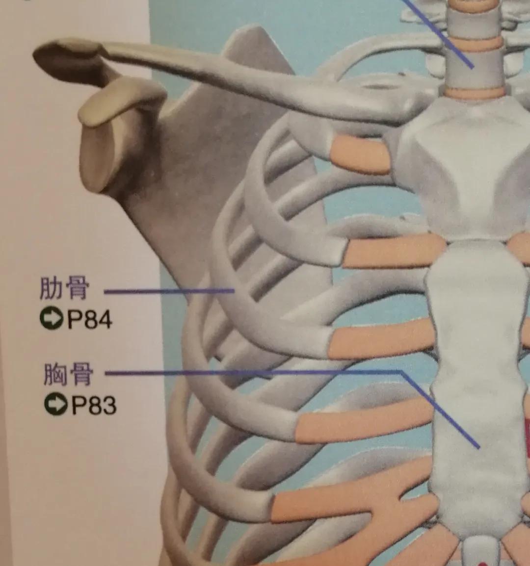 肩胛骨"咔嚓响"的3大原因,这3个动作可以帮您改善