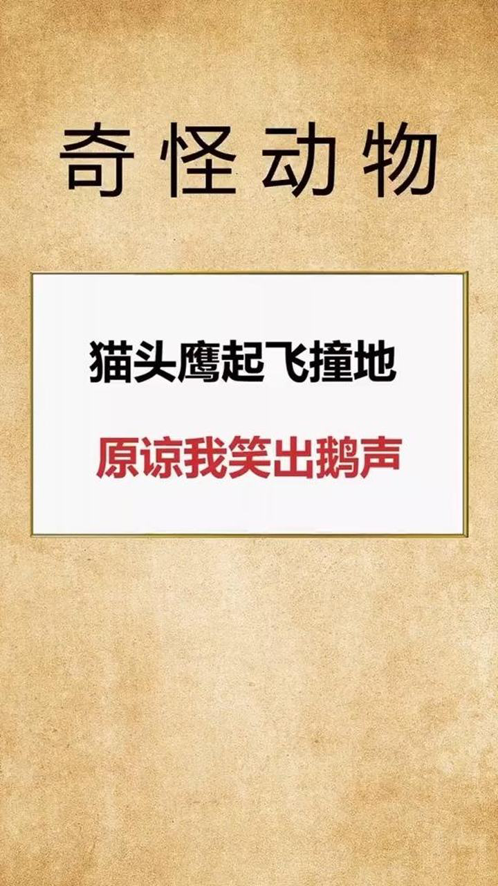 猫头鹰我是谁我在哪