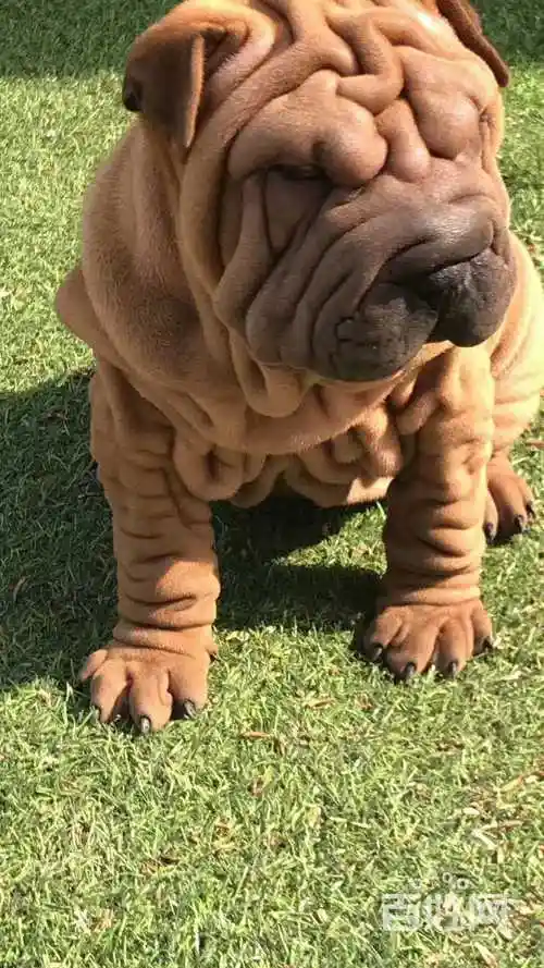 南通哪里有卖沙皮犬 南通沙皮犬多少钱 沙皮犬样子 - 南通海安狗狗