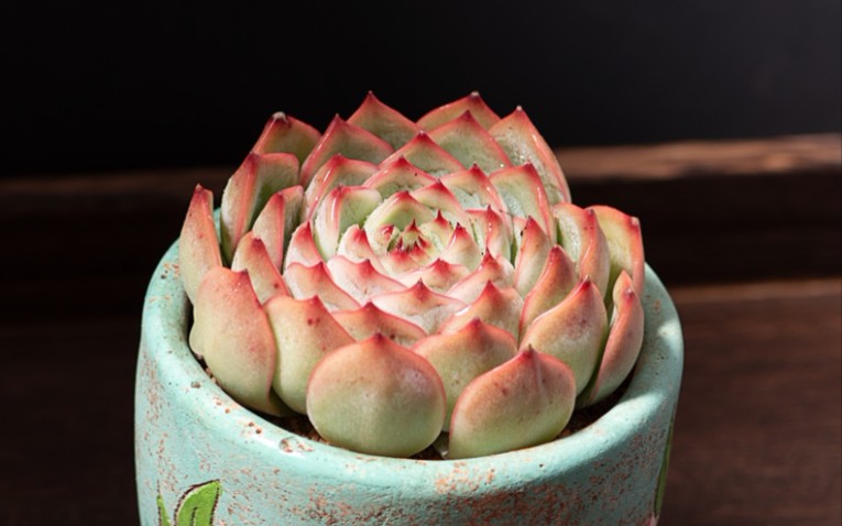 韩彩莲多肉和胧月非常相似,不仅仙气还皮实,在大广东度夏没问题