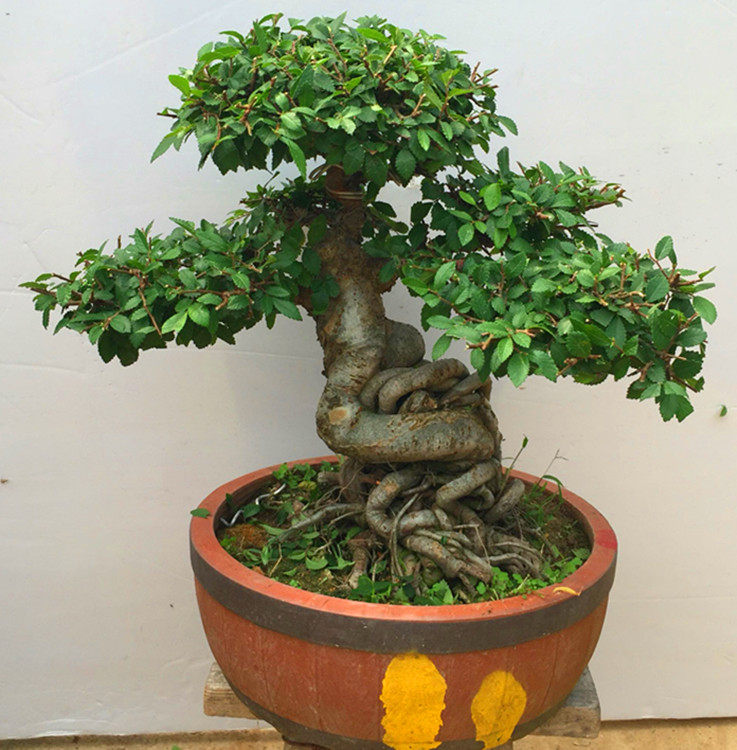 实拍小叶榆 怪异造型榆树桩 榔榆盆景