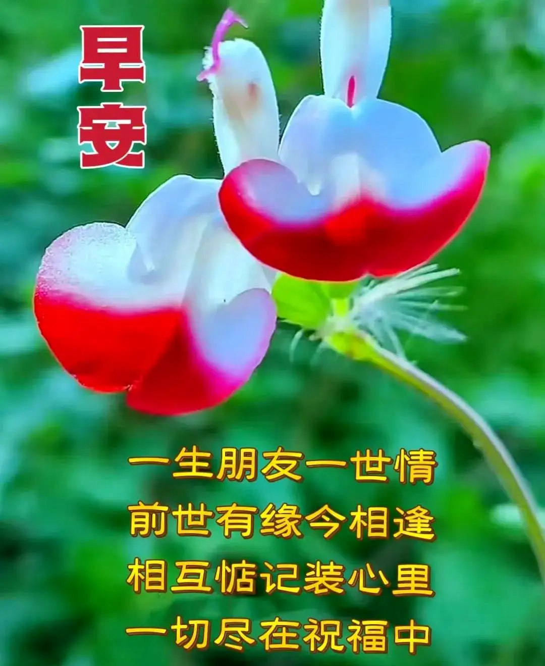 今日最新早安早上好精选,相互牵挂,祝福无价_生活_问候_身体