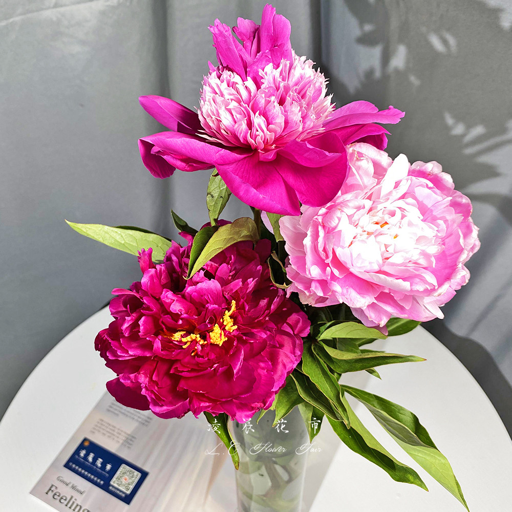 重瓣芍药单瓣油牡丹鲜花水养家用插花办公室花束低价直批包邮北京