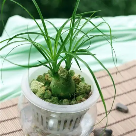 五种常见的观茎植物茎是亮点