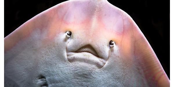 笑脸鱼又叫团扇鳐,团扇鳐属于团扇鳐科团扇鳐属的物种,是暖水性沿岸