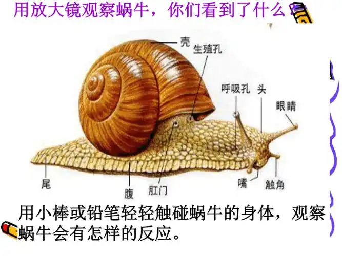 教科小学科学三上蜗牛