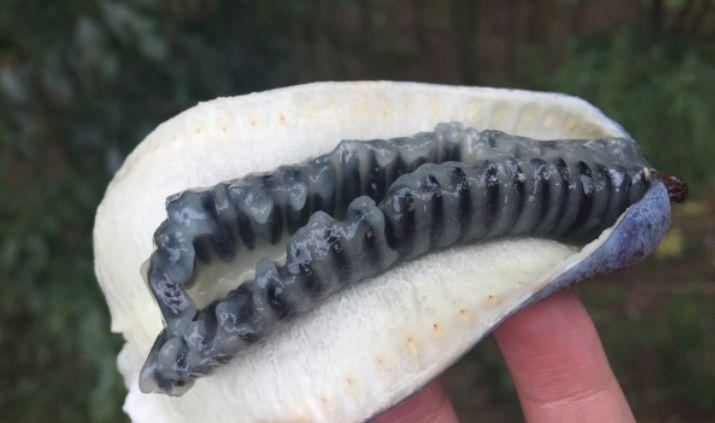 全球最"难看"水果, 图1名也难听, 后两个"密集恐惧症"不敢看