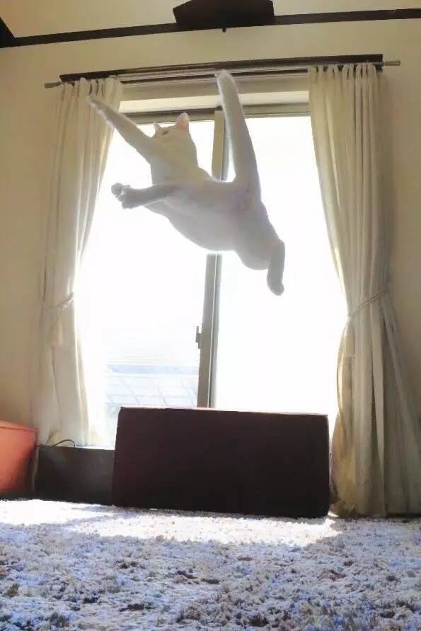 这里有只喵,在崩溃边缘试探