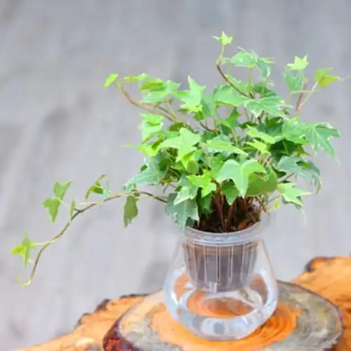 水培植物金边常青藤四季长青含盆防辐射室内花卉盆栽绿植