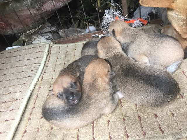 马犬串广西猎犬