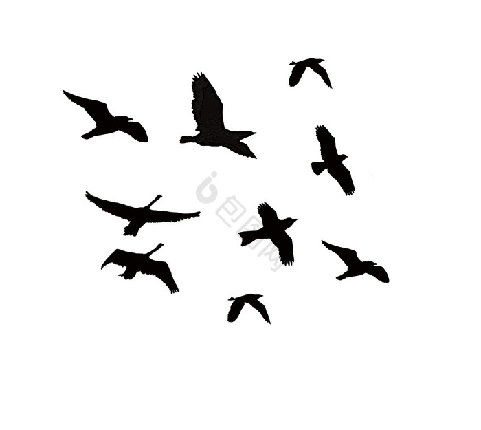 飞鸟天空飞翔展翅翱翔插画