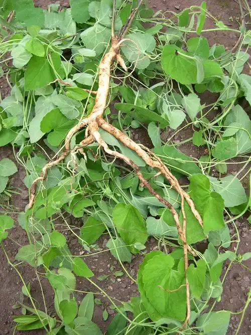 党参的功效与作用有哪些党参对人的食用禁忌