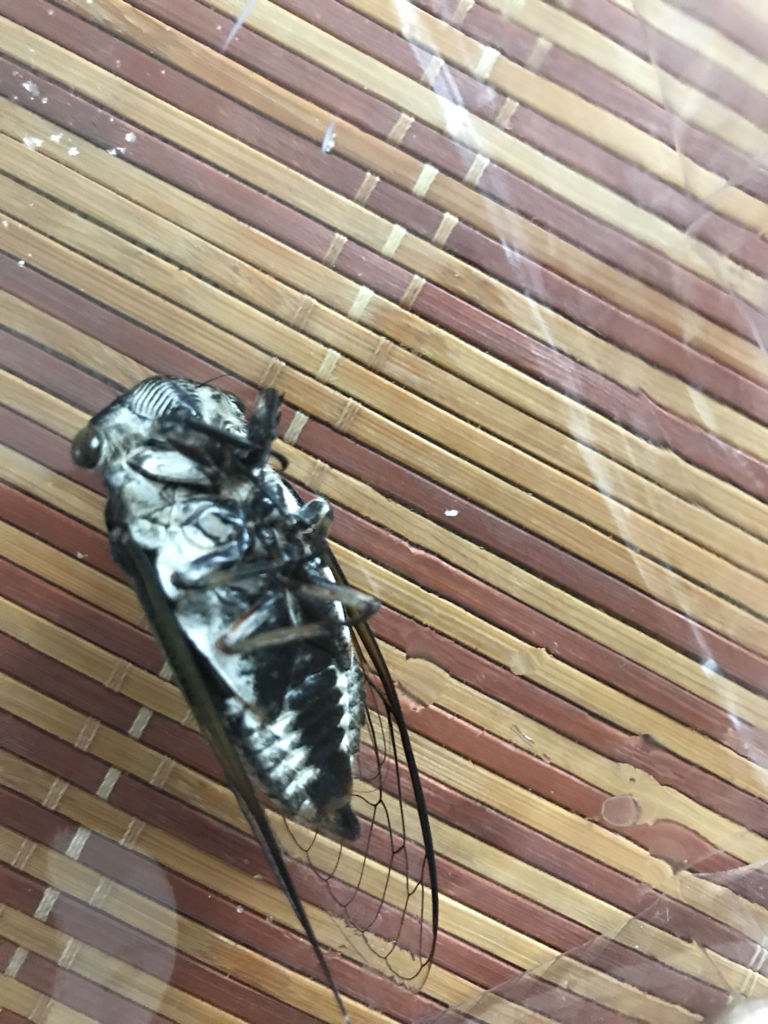 凌晨屋里闯入一只蝉,早上发现它在原地死了,这是为什么?