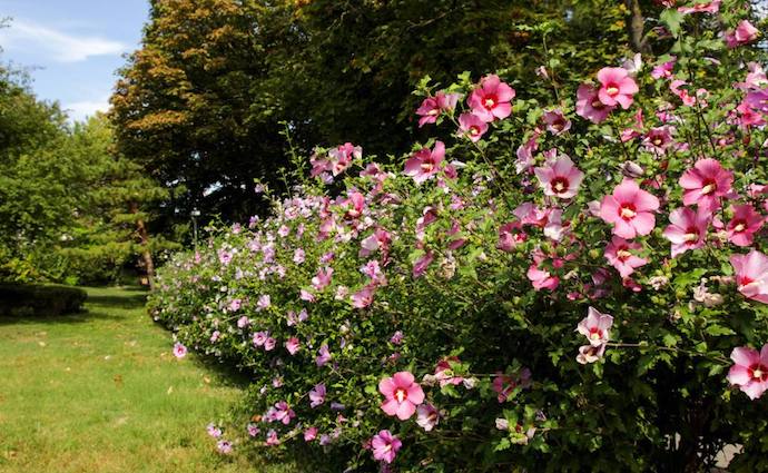木槿是一种在庭园很常见的灌木花种,中国中部各省原产,各地均有栽培.