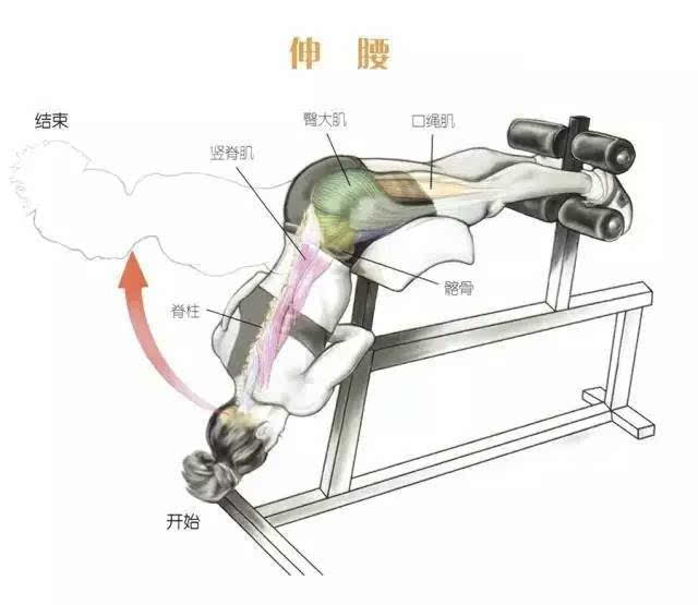 背阔肌背部力量肌肉训练动作及图解
