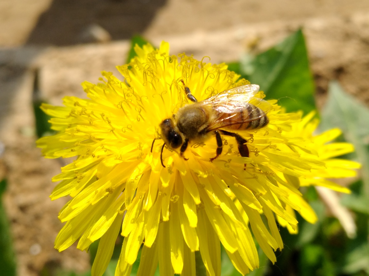 采蜜- 万般刹那 - 图虫