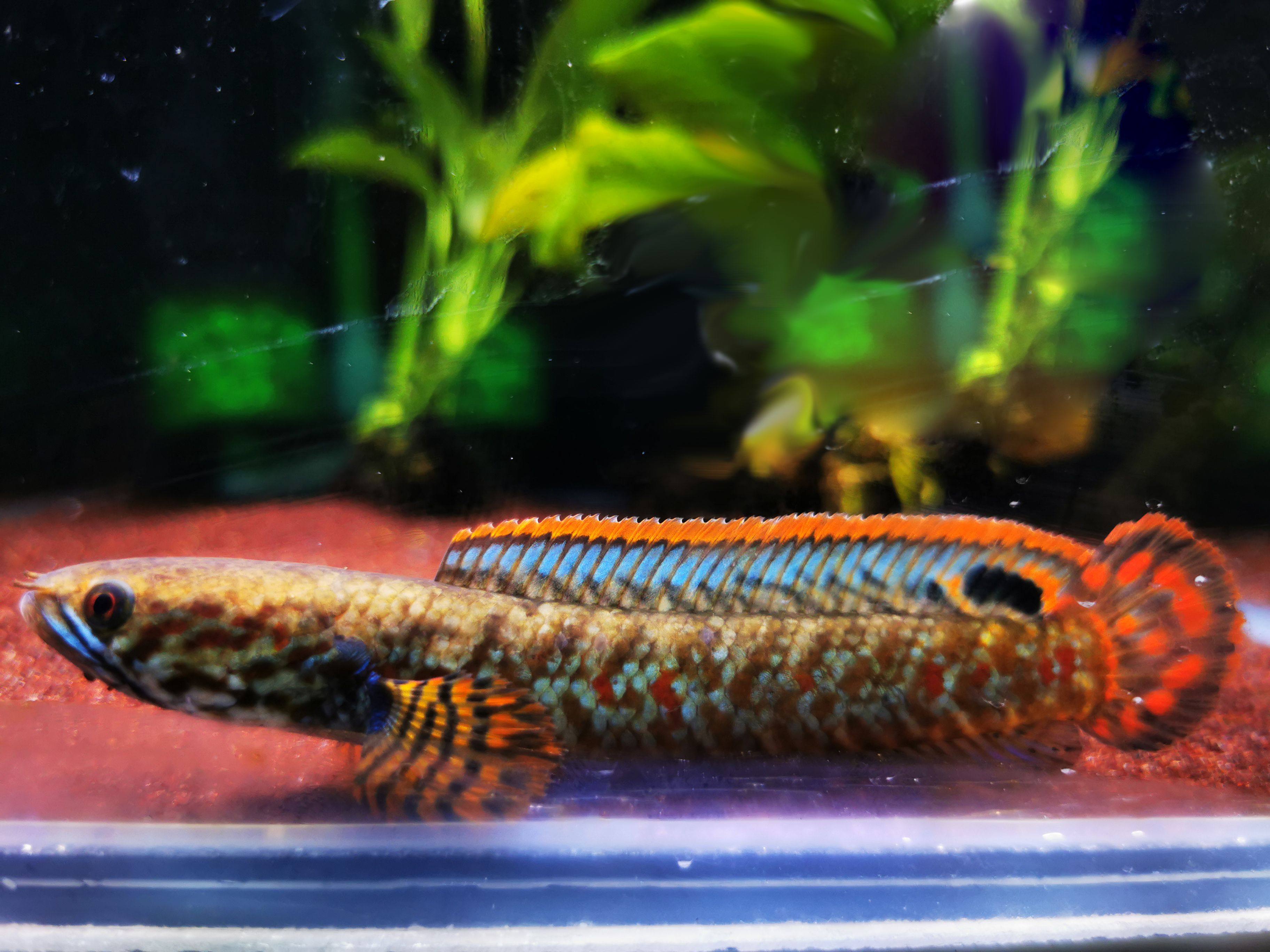 雷龙鱼 七彩雷龙鱼 巧克力七彩雷龙鱼  阿萨姆奶茶雷龙  鳢科