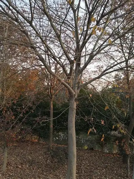 开封14公分榉树单价多少价格调整