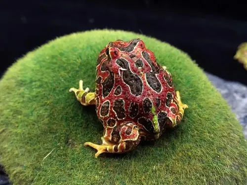 钟角蛙,300元,成体11厘米左右,颜色华丽.