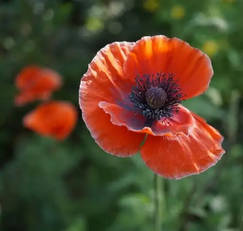 绚烂华美的罂粟科植物