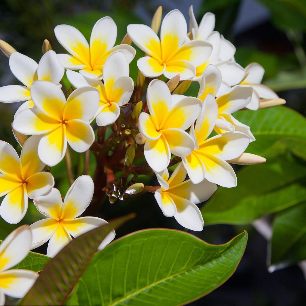 悠悠栀子花头像