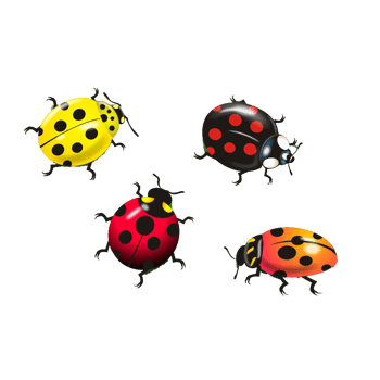 彩色的七星瓢虫