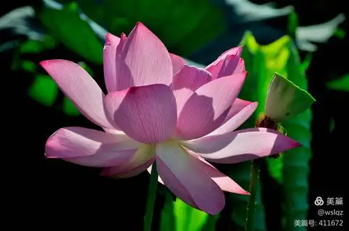 2020莲花仙境&第34届全国荷花展