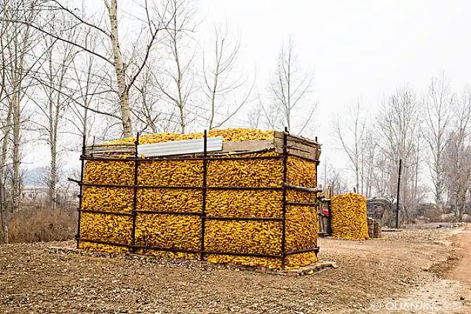 东北秋收苞米楼