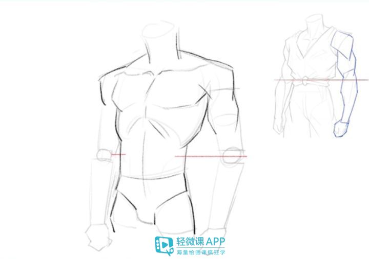 人体体块的肌肉画法分享