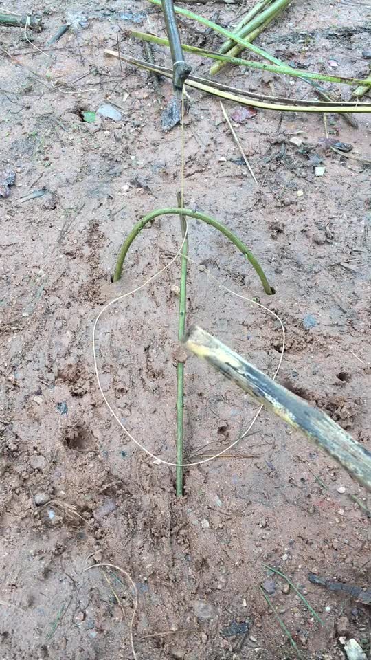 竹鸡.脖子套.放虫子诱惑大.-动物视频-搜狐视频