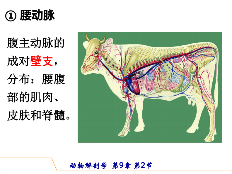 2.2.1 体循环(大循环)主要动脉part c (ppt).pdf