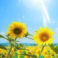 太阳头像图片大全 唯美搞笑太阳笑脸头像_微信头像图片大全