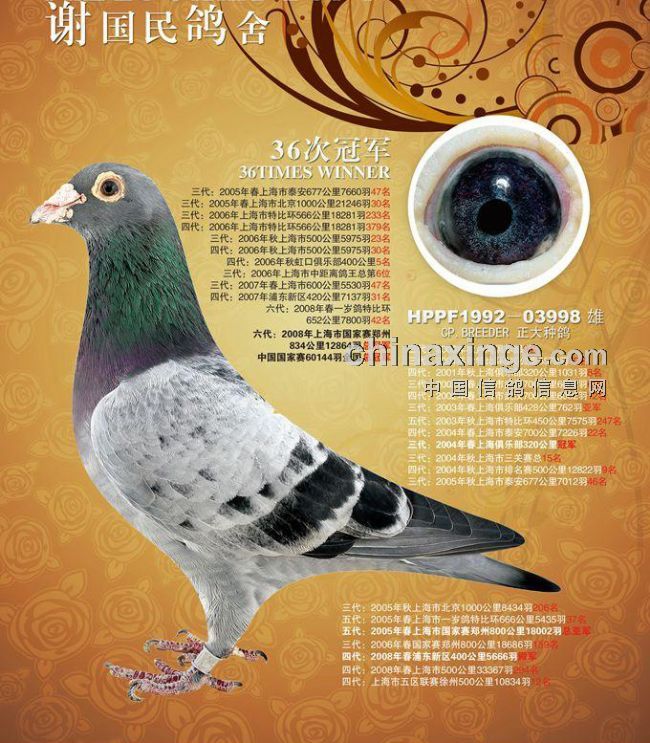 每日一鸽谢国民之36次冠军